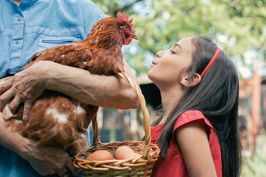 Descubrir los diferentes animales de una granja animará a tus hijos a aprender más sobre ellos.